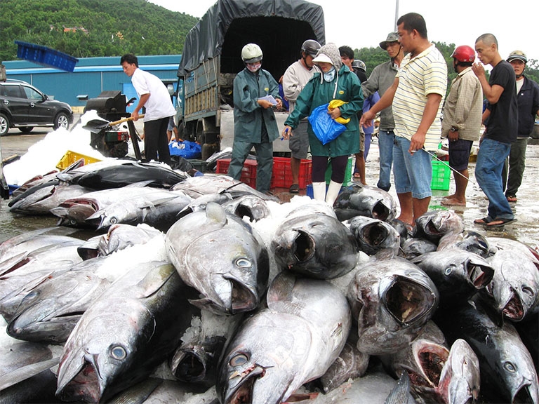 Khai thác được hơn 2.400 tấn cá ngừ đại dương